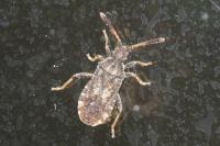 Strobilotoma typhaecornis