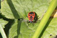 Pyrrhocoris apterus