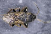Megalonotus sabulicola
