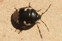 Tritomegas bicolor