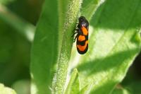 Cercopis vulnerata