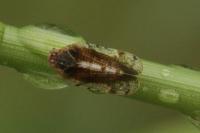 Tachycixius pilosus