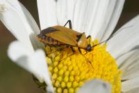 Calocoris nemoralis