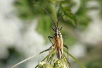 Leptopterna dolabrata