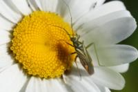 Hadrodemus m-flavum