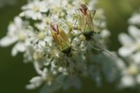 Closterotomus norwegicus
