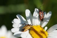 Calocoris nemoralis