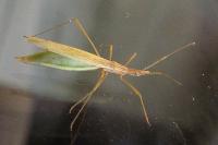Berytinus hirticornis