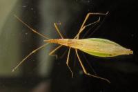 Berytinus hirticornis