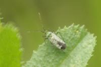 Macrotylus paykullii