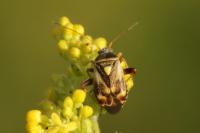 Polymerus unifasciatus