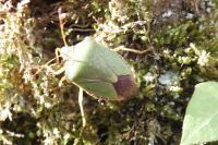 Palomena prasina