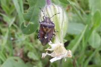 Dolycoris baccarum