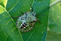 Nezara viridula
