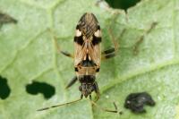 Beosus maritimus