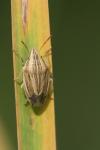 Aelia acuminata