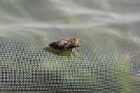 Philaenus spumarius