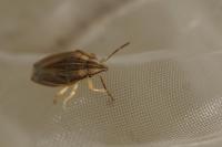 Aelia acuminata