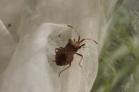 Coreus marginatus