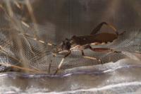 Camptopus lateralis