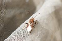 Stictopleurus