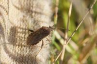 Stictopleurus