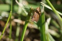 Peribalus strictus