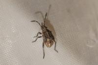Stictopleurus