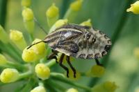 Graphosoma italicum