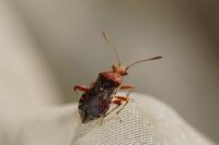 Rhopalus subrufus