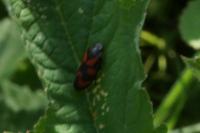 Cercopis vulnerata