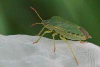 Palomena prasina
