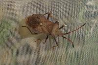 Coreus marginatus