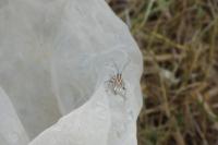 Horistus orientalis