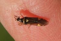 Cyllecoris histrionius