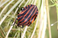 Graphosoma italicum