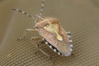 Dolycoris baccarum