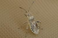 Stictopleurus punctatonervosus
