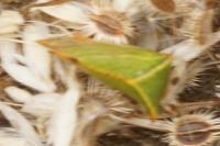 Stictocephala alta