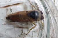 Notonecta glauca