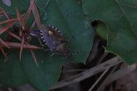 Dolycoris baccarum