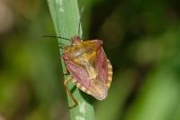 Carpocoris purpureipennis
