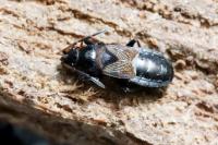Macrodema microptera