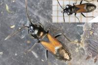Pterotmetus staphyliniformis