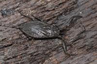 Nepa cinerea