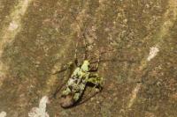 Phytocoris tiliae