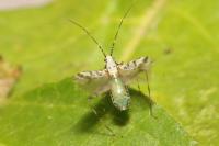 Phytocoris tiliae