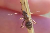 Camptopus lateralis