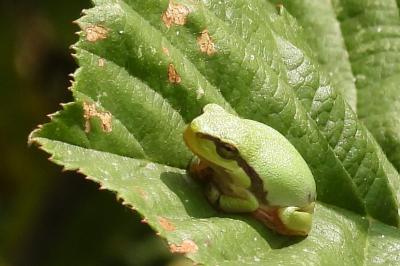 Hyla arborea