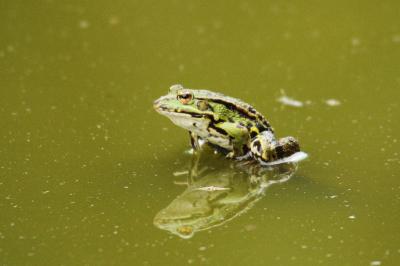 Pelophylax kl. esculentus